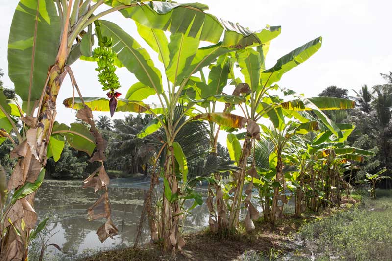 Agriculture below the Sea Level in Kuttanad, Alappuzha district, Kerala - banana plantation on a bund surrounding a paddy field